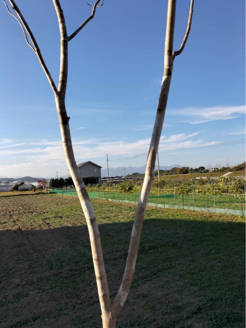 山採り アオダモ 単木