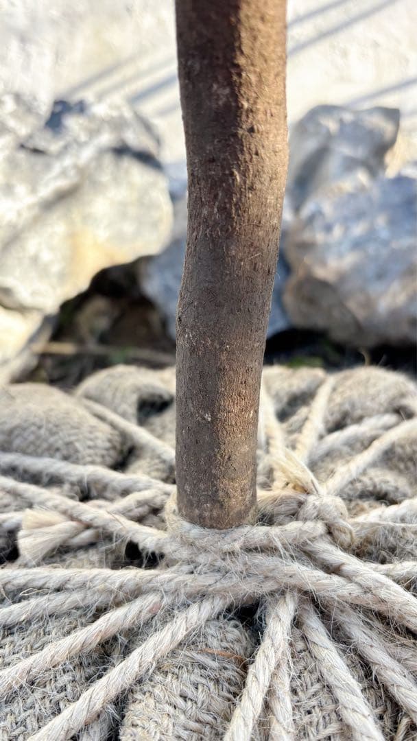 特大。山採りクロモジ3.6M(鉢底から)