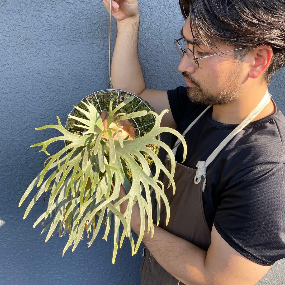 ビカクシダ・ジェイドガール　親株　【ペトペンチア】