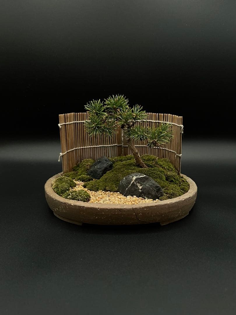 吾妻五葉松の庭（鉢が強風で落下して割れたのを接着剤で補修したので値下げします。）