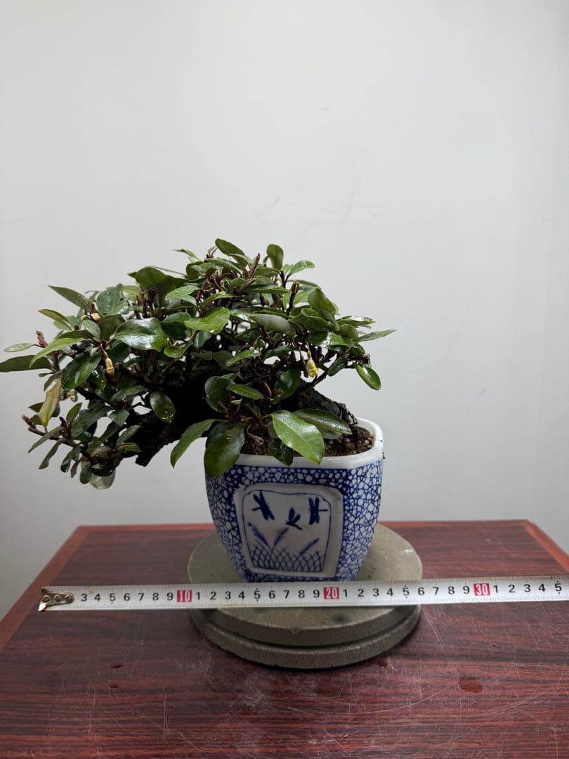 【ガチ盆栽】寒グミ　カングミ　小品盆栽　懸崖式　太幹