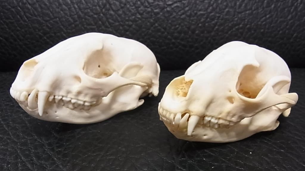 高品質！アメリカ産　アライグマ（ラクーン）頭骨（大）