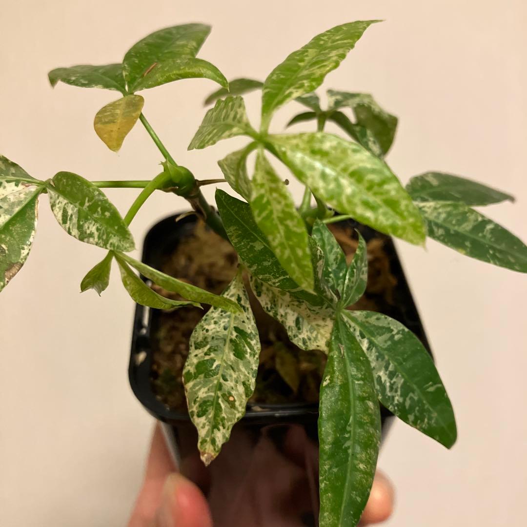 実生パキラ 二股　ミルキーウェイ