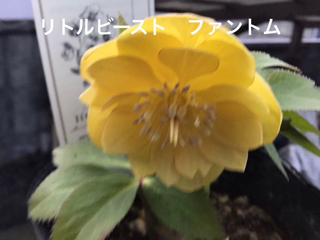 リトルビーストファンタム クリスマスローズ