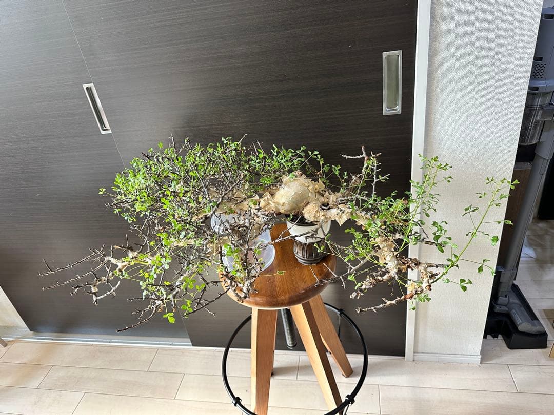 y*u様 コミフォラ ピュア カタフ 秘蔵のスペシャル株