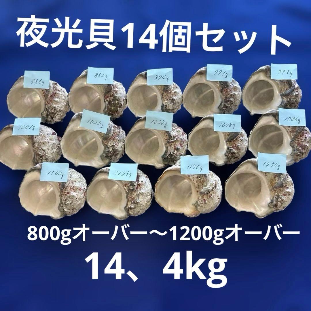 夜光貝　ヤコウ貝　まとめ売り　14個　14、4kg アクセサリー　ルア