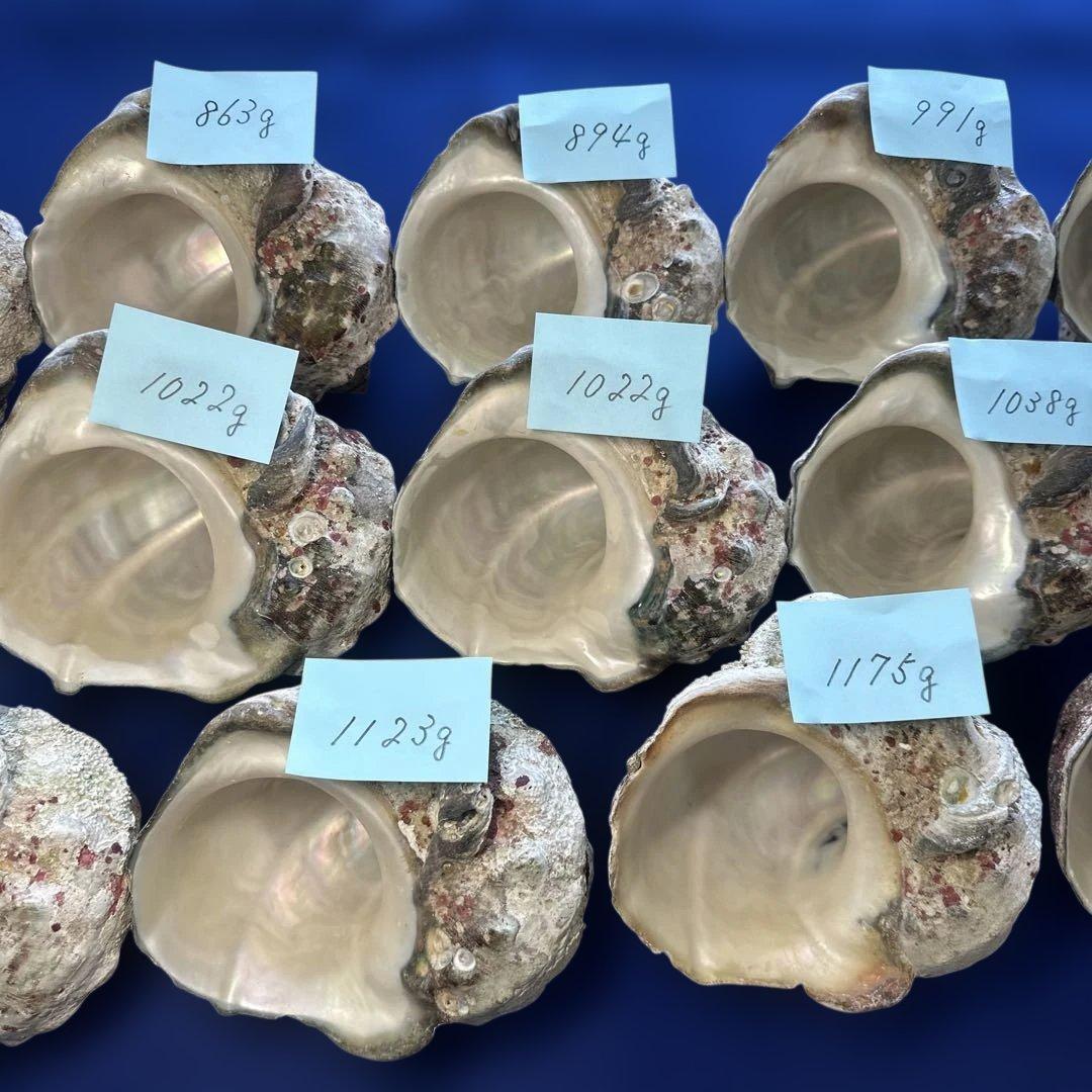 夜光貝　ヤコウ貝　まとめ売り　14個　14、4kg アクセサリー　ルア