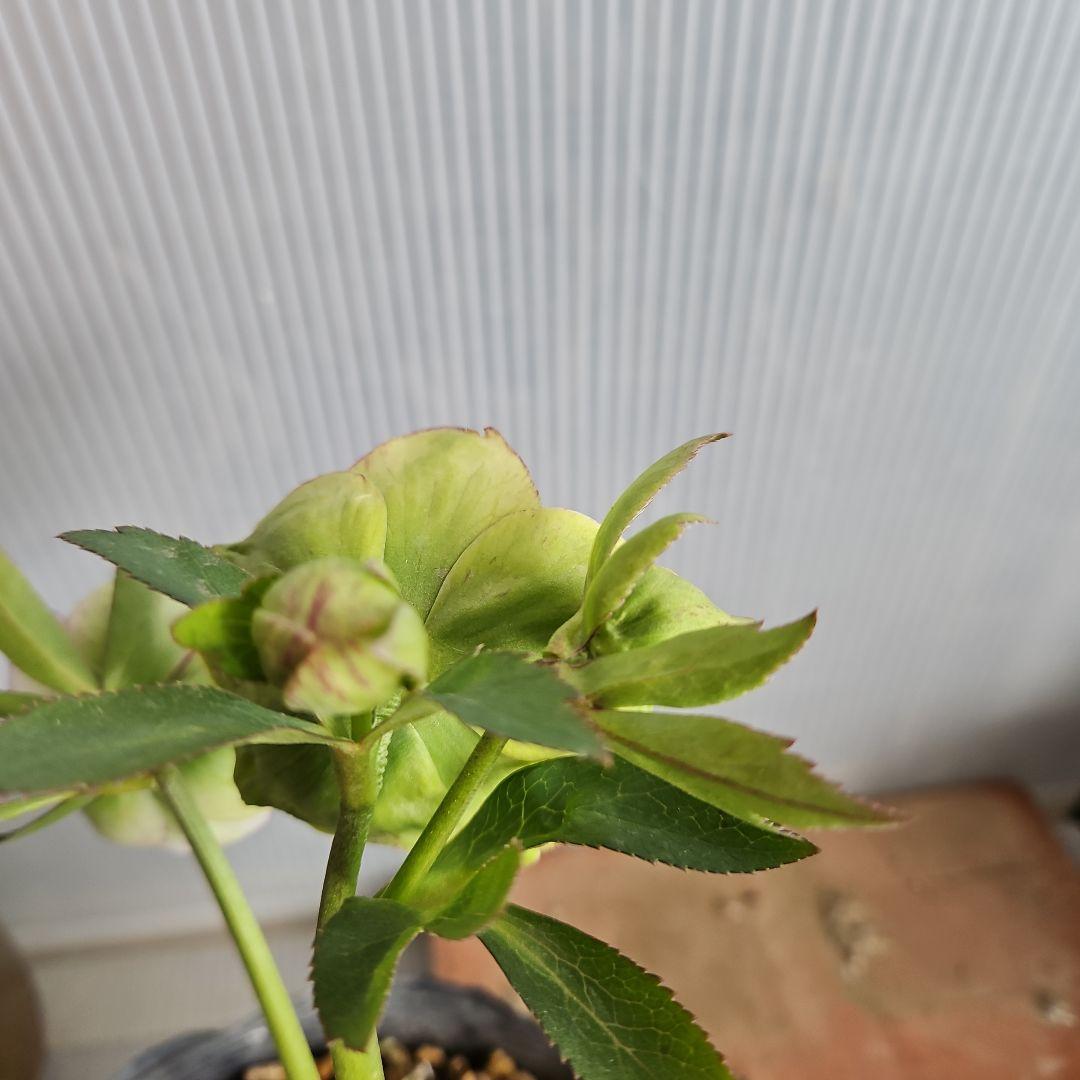 ㉖-451クリスマスローズ