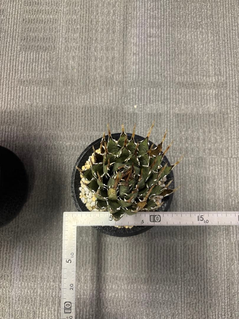 アガベ エボリスピナ　右　現地株　発根済み