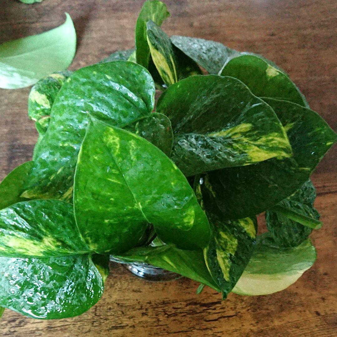 ☆ポトス☆挿し穂用サービスカット☆バンピー5本