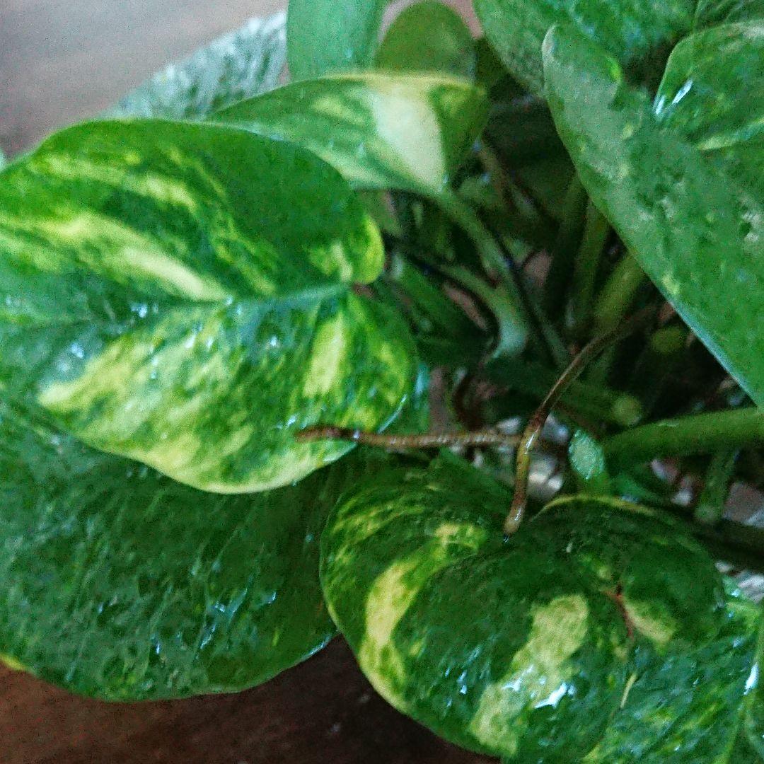 ☆ポトス☆挿し穂用サービスカット☆バンピー5本