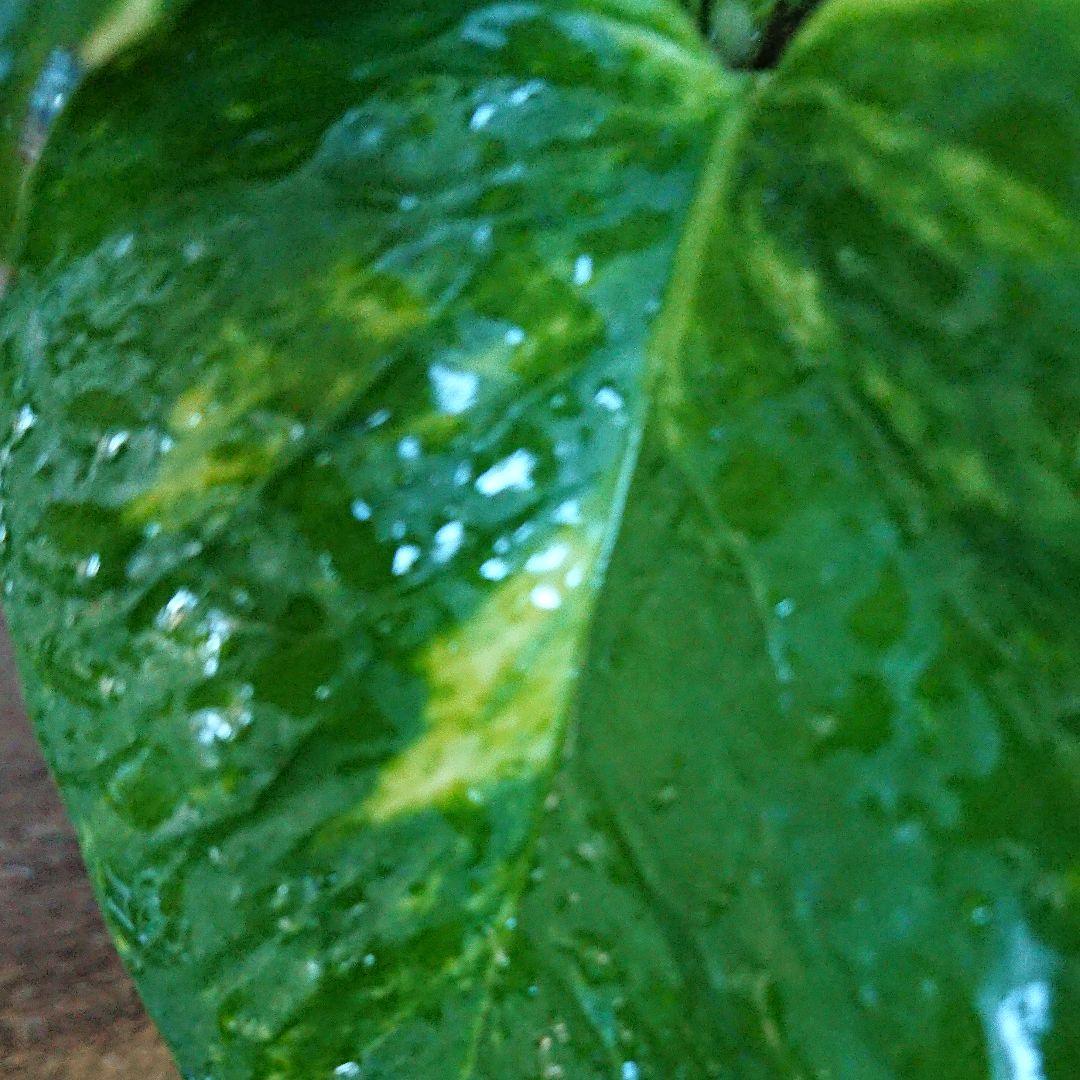 ☆ポトス☆挿し穂用サービスカット☆バンピー5本