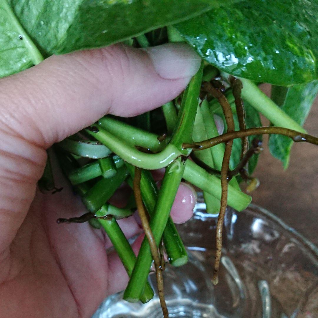 ☆ポトス☆挿し穂用サービスカット☆バンピー5本