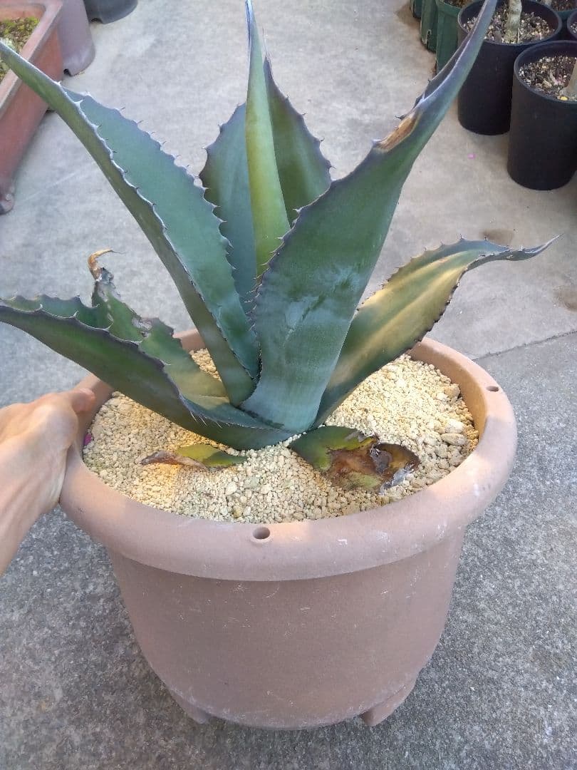 アガベ　ミラビリス　アトロビレンス　大株50センチ❗　ふ