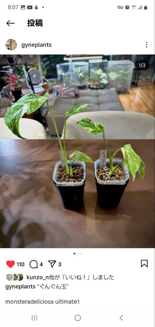 ぐんぐん玉残り2セットのみ1㎏業務用増量タイプ通常15,000円→10,000円