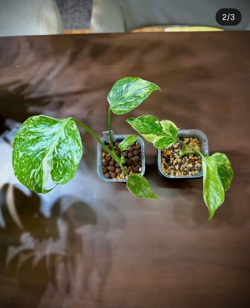 ぐんぐん玉残り2セットのみ1㎏業務用増量タイプ通常15,000円→10,000円