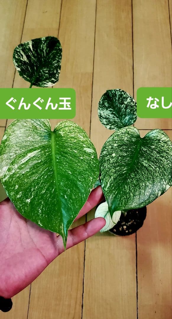 ぐんぐん玉残り2セットのみ1㎏業務用増量タイプ通常15,000円→10,000円