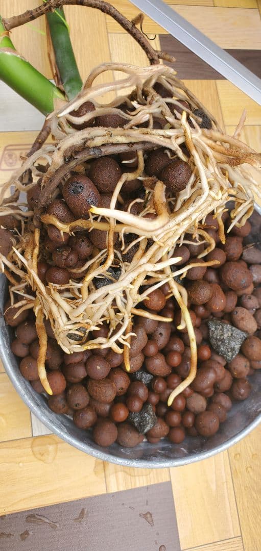 ぐんぐん玉残り2セットのみ1㎏業務用増量タイプ通常15,000円→10,000円