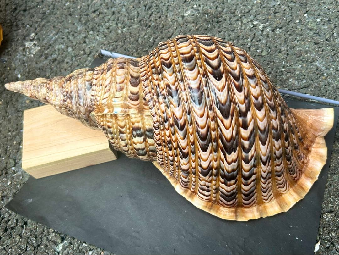 美品特大　39.8cm 法螺貝　蓋付