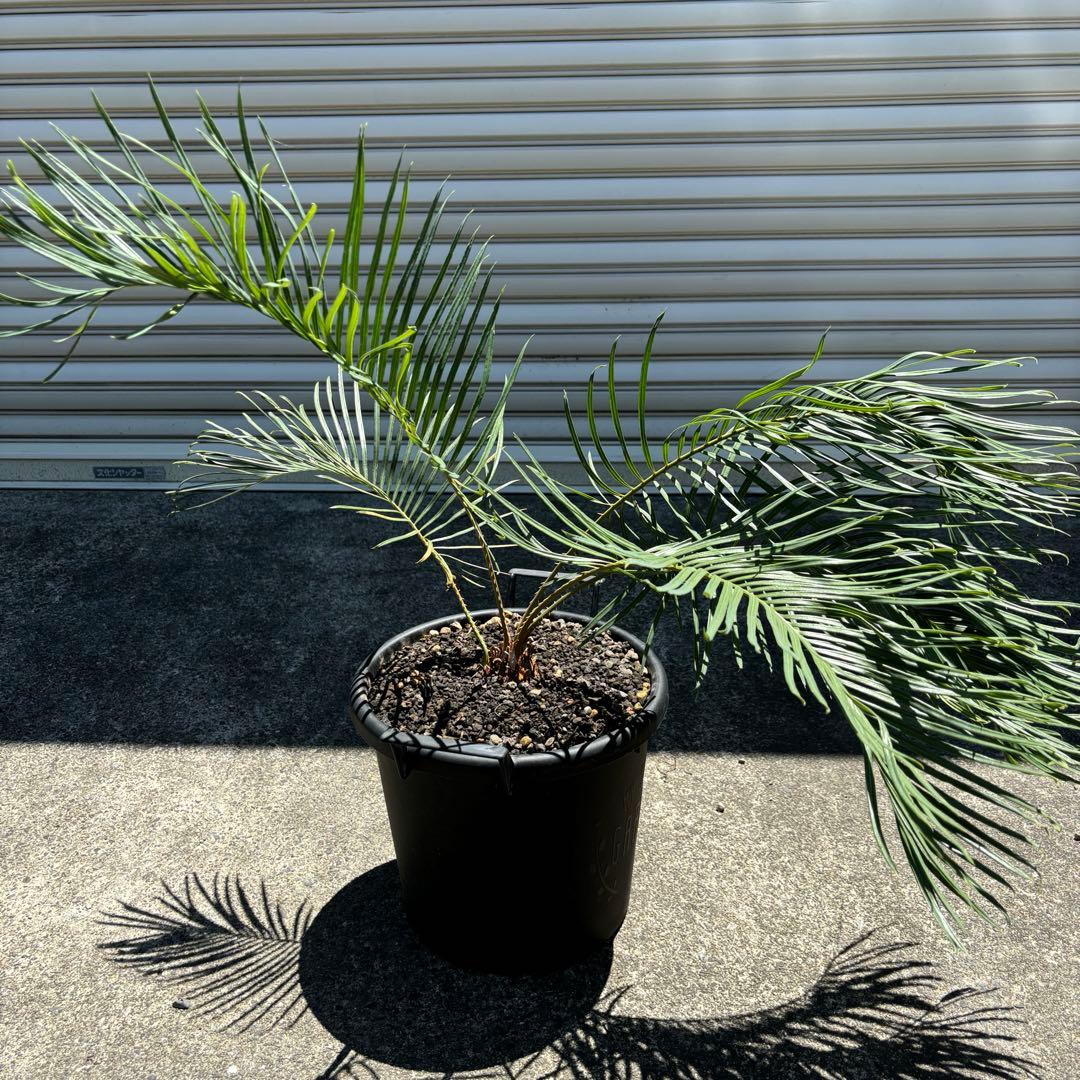 サイカス カイルンシアナ cycas cairnsiana