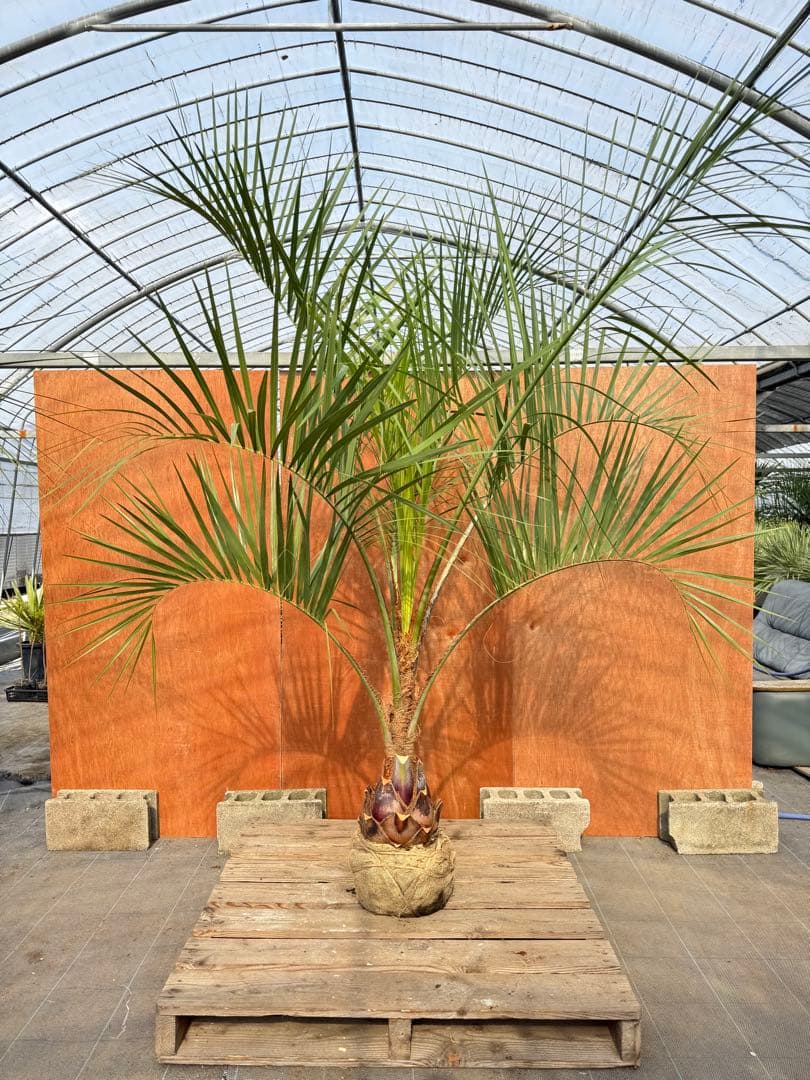 す*け様 ココスヤシシルバーリーフ【極太】葉先200cm幹回り70cm 幹高30