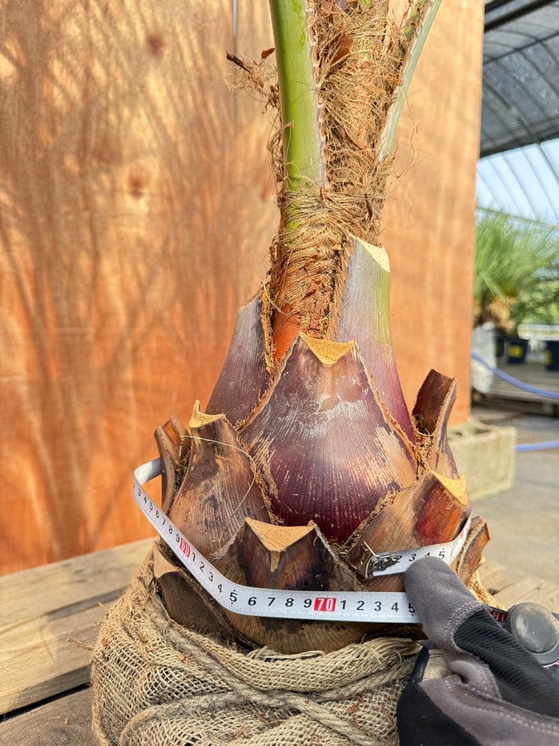 す*け様 ココスヤシシルバーリーフ【極太】葉先200cm幹回り70cm 幹高30