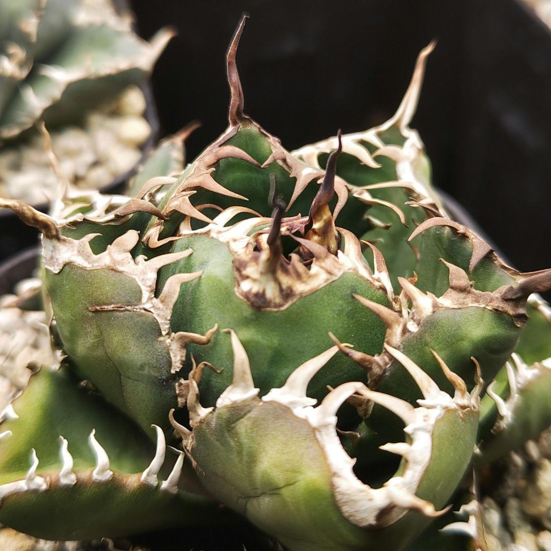 アガベ　チタノタ　王蟲