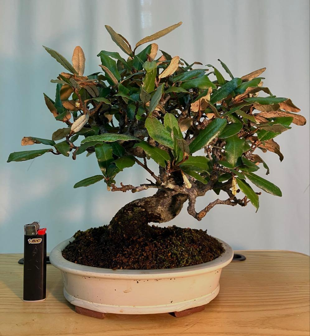 寒グミ　コケ順いいです