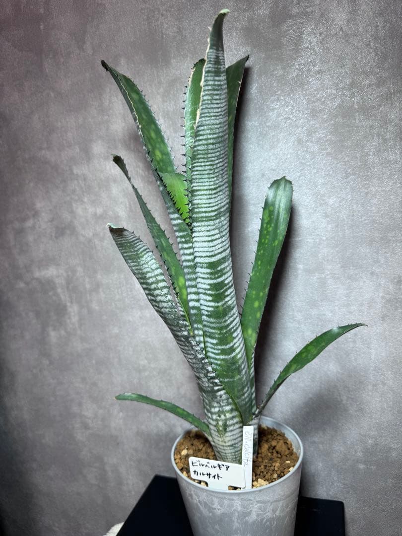 Billbergia 'Calcite'ビルベルギア　カルサイト