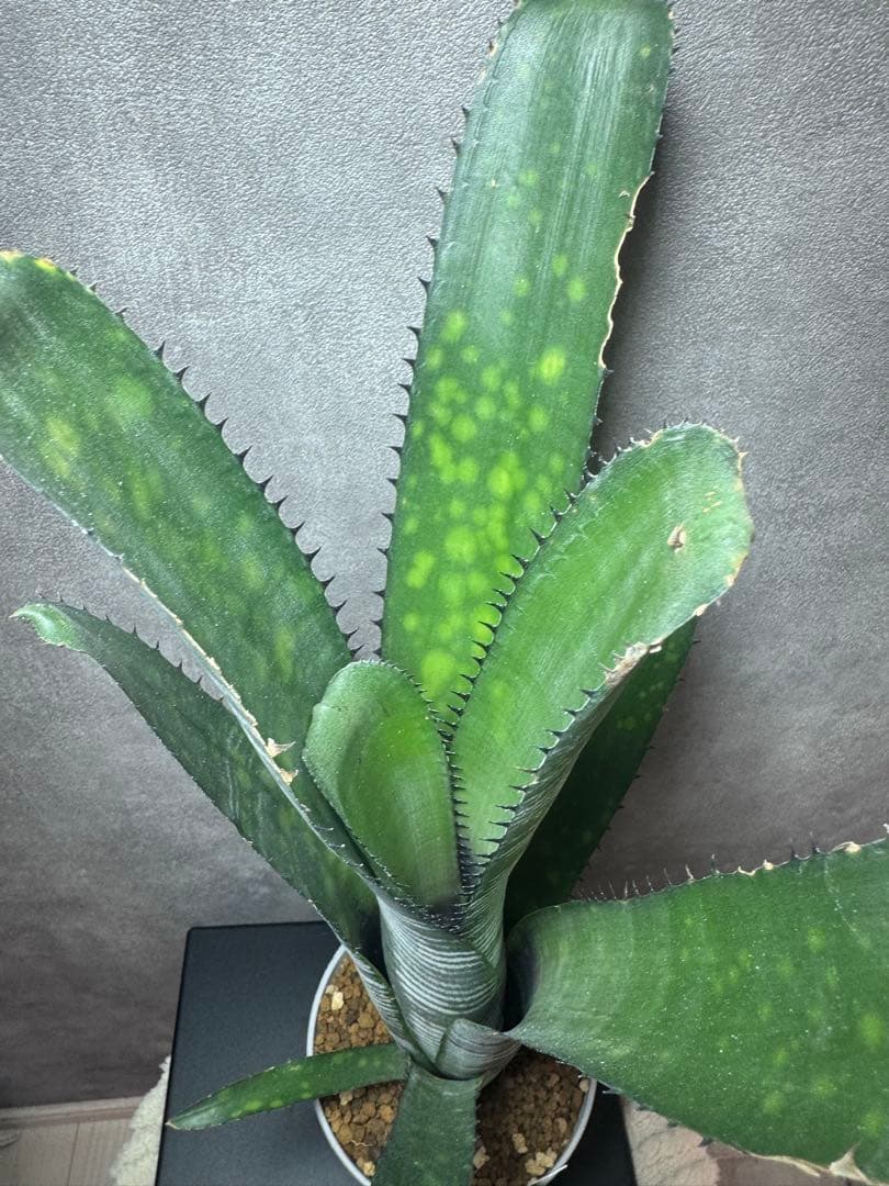 Billbergia 'Calcite'ビルベルギア　カルサイト