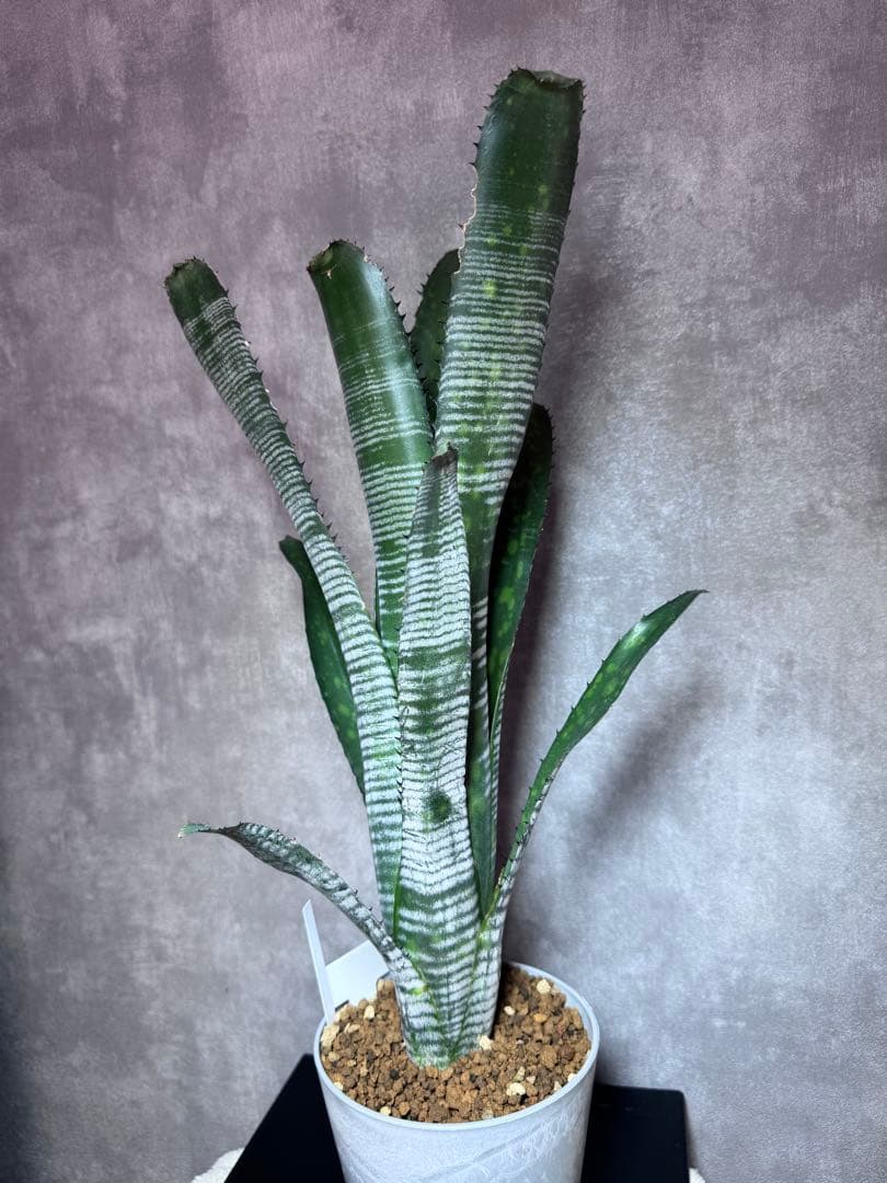 Billbergia 'Calcite'ビルベルギア　カルサイト