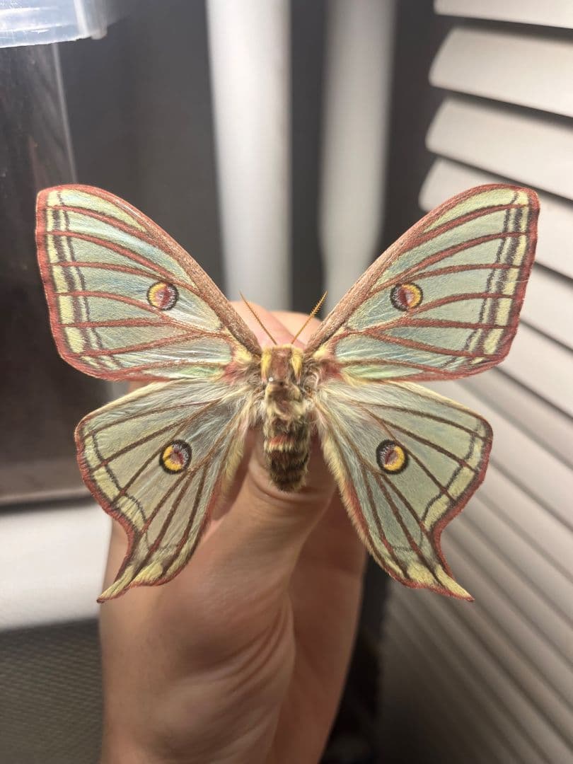 極美♀】イズベラミズアオ 蛾ピカソモスモルフォチョウアグリアス　標本