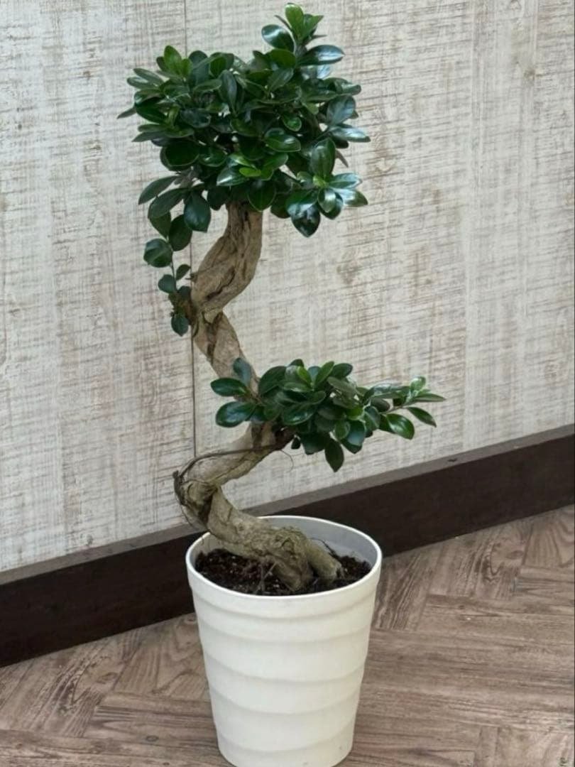 ☆ ガジュマル♪ 沖縄産原木◦太幹ねじり 80cm ⑦号♪