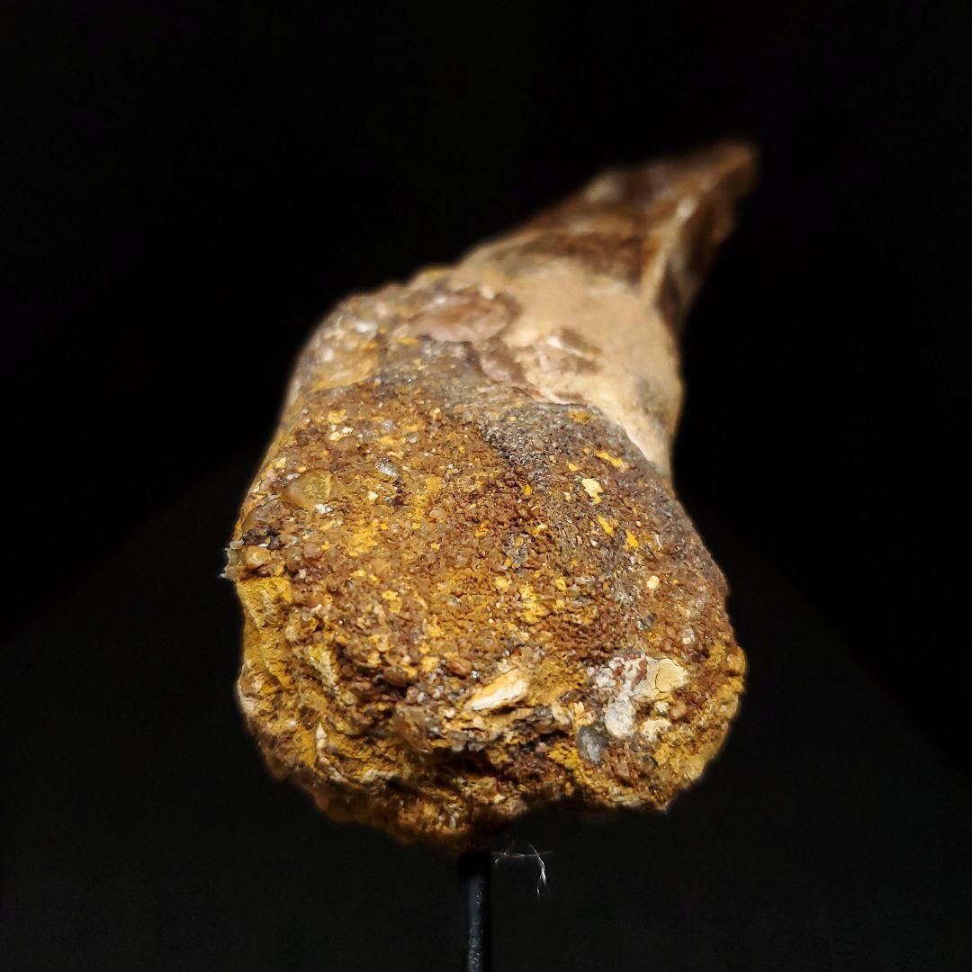 貴重 アフロベナトル 歯 化石 本物 ニジェール産 96.66mm fr93