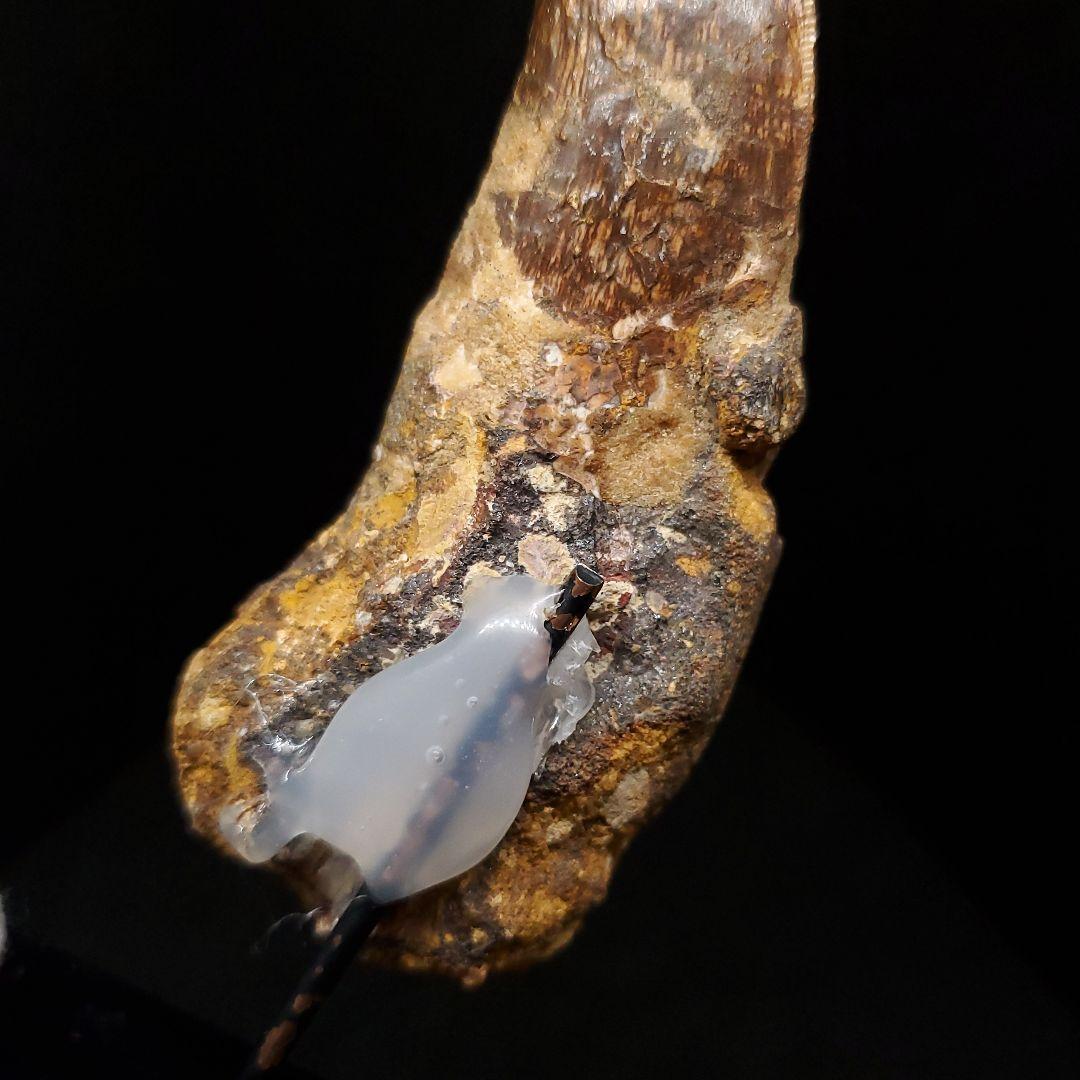 貴重 アフロベナトル 歯 化石 本物 ニジェール産 96.66mm fr93