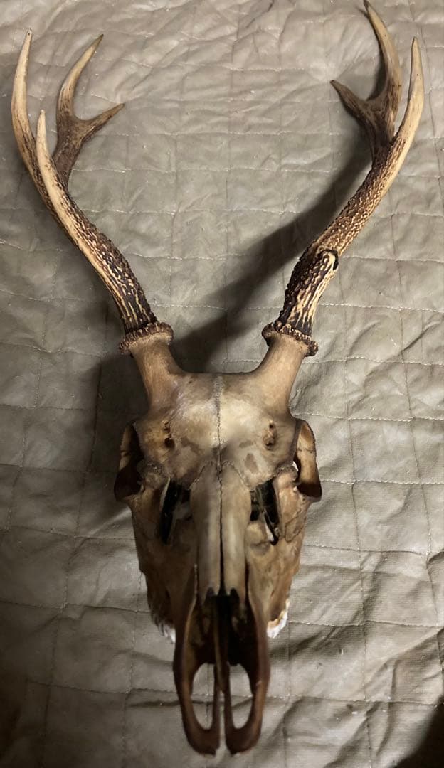 鹿の角　頭蓋骨　インテリアオブジェ　ニホンジカ