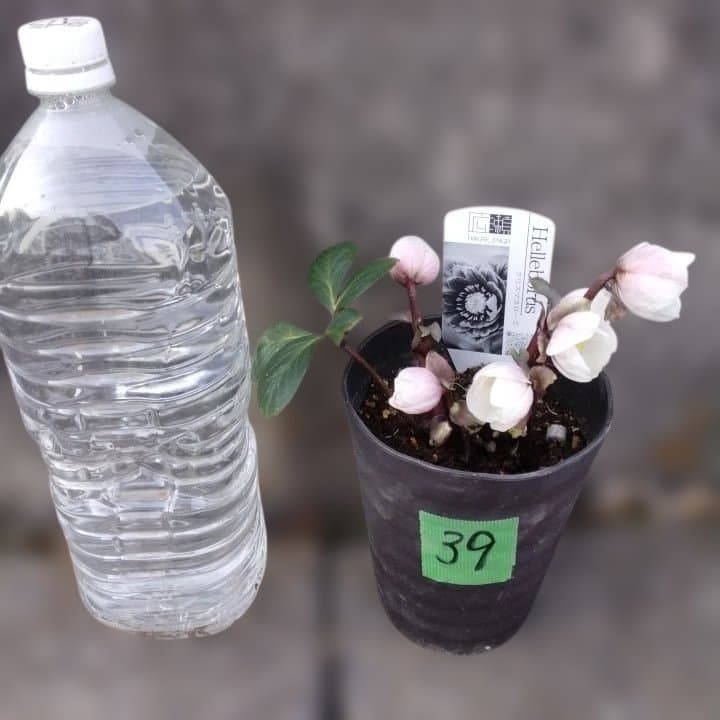 ソニe。広瀬園芸ヘレボルス ニゲ桃色開花株 。