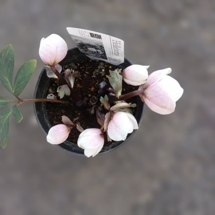広瀬園芸ヘレボルス ニゲ桃色開花株
