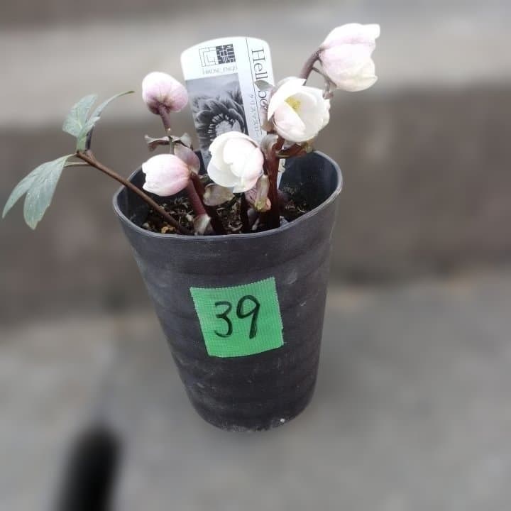 広瀬園芸ヘレボルス ニゲ桃色開花株