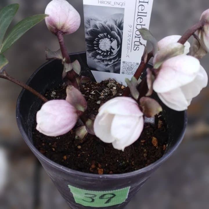 広瀬園芸ヘレボルス ニゲ桃色開花株