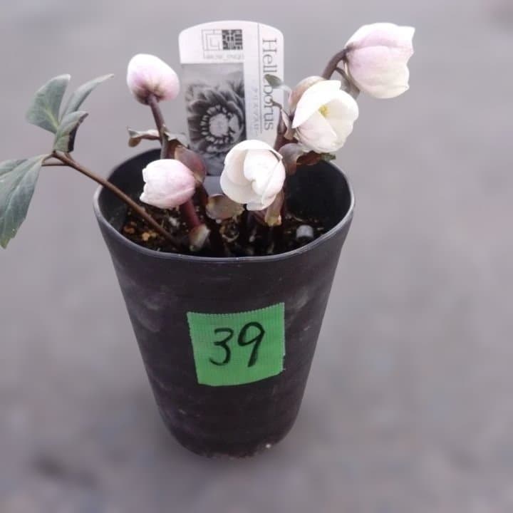 広瀬園芸ヘレボルス ニゲ桃色開花株