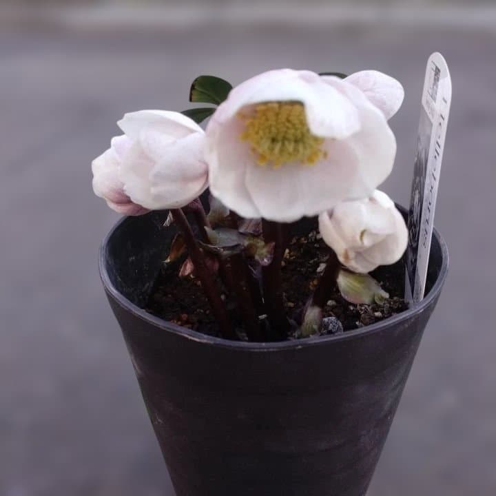 広瀬園芸ヘレボルス ニゲ桃色開花株