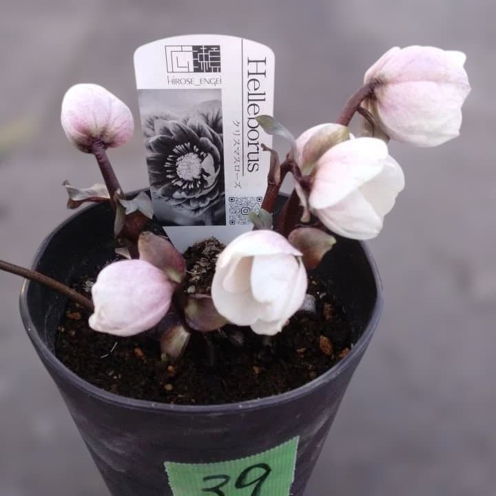 広瀬園芸ヘレボルス ニゲ桃色開花株