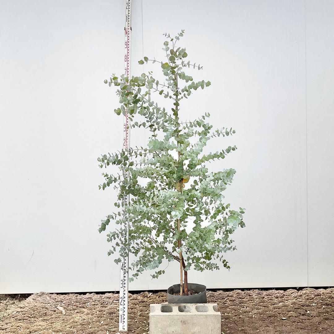 おかこさん専用　ユーカリ　シネレア/ 811