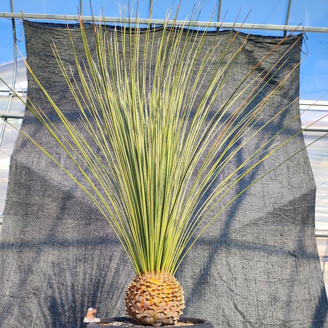 ダシリリオン ロンギシマム