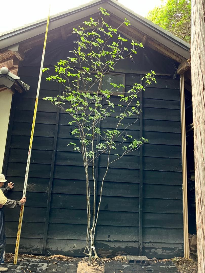 54 山採り　アオダモ