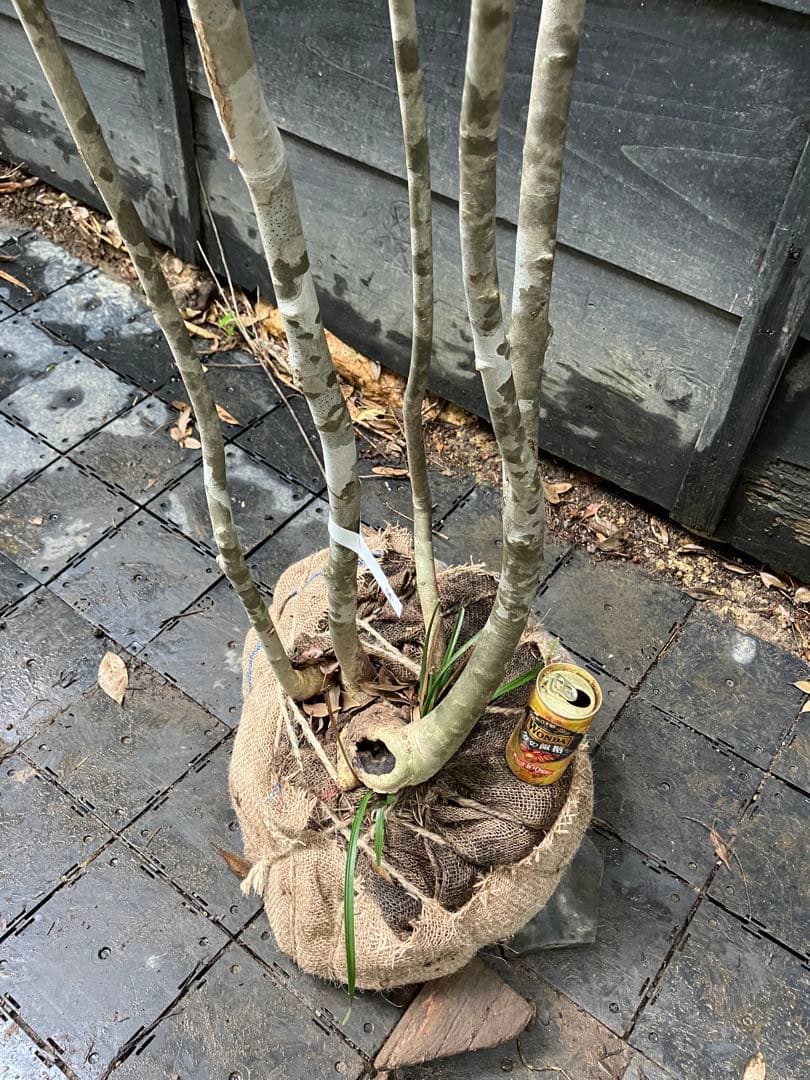 54 山採り　アオダモ