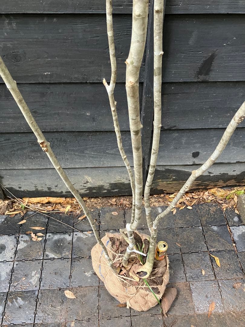 54 山採り　アオダモ