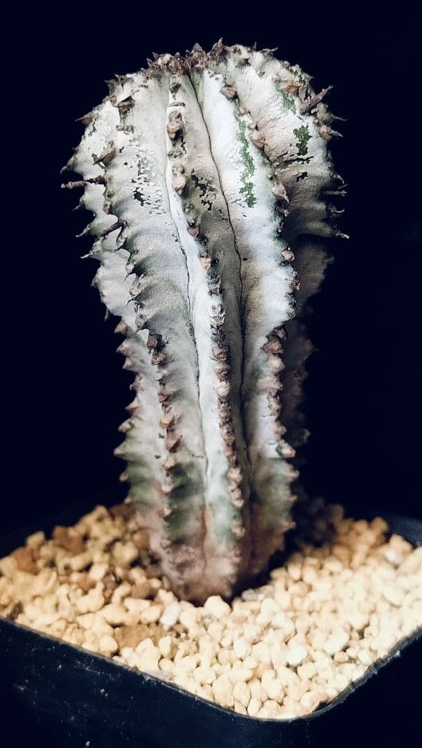 ユーフォルビア　ホリダ　極選　白肌個体　ホリダマニア友人から