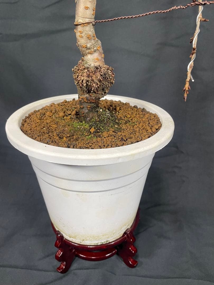 桜　菊枝垂れ桜